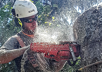 Calgary tree service Adair Tree Care Ltd.