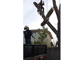 Calgary tree service Adair Tree Care Ltd.