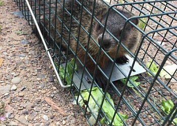 Moncton Services d'extermination de parasites Adams Pest Control Moncton