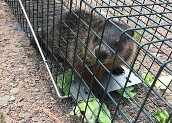 Saint John Services d'extermination de parasites Adams Pest Control-Saint John