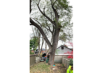 Aurora Services d'arboriculteur Advanced Tree Care