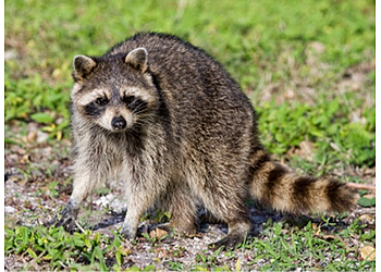 Halifax Élimination Des Animaux Advanced Wildlife Control