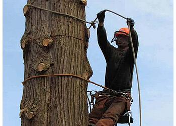 Vancouver Services d'arboriculteur Aesthetic Tree & Hedge Services Vancouver