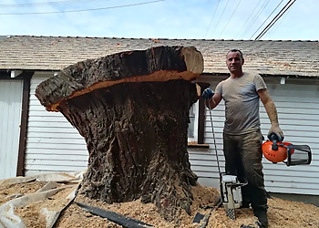 Aesthetic Tree & Hedge Services - Vancouver, BC Services d'arboriculteur - Service Image