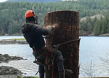 Aesthetic Tree & Hedge Services - Vancouver, BC Services d'arboriculteur - Field Work Image