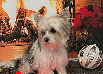 Affordable Pet Grooming - Sarnia, ON Pet Grooming - Service Image