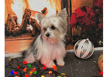 Sarnia Salons de Toilettage Pour Animaux De Compagnie Affordable Pet Grooming