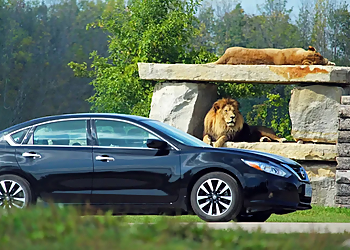 African Lion Safari - Cambridge, ON Places To See - Visitor Experience Image