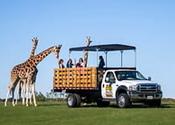 African Lion Safari African Lion Safari - Cambridge, ON Places To See - Sightseeing Image