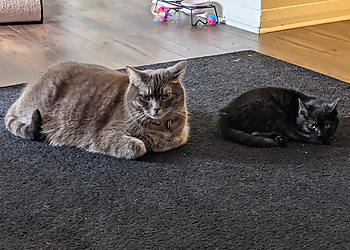 North Bay veterinary clinic Airport Animal Hospital