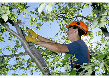 Edmonton Services d'arboriculteur Alberta Arborists