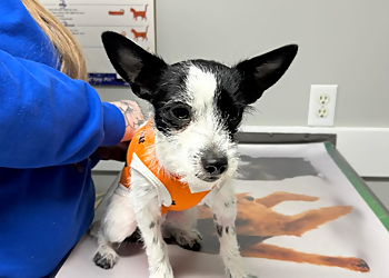 Glendale Veterinary Hospital - Caledon, ON Veterinary Clinics - Patient Care Image