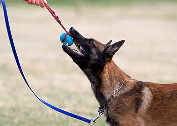 Saskatoon Dresseurs De Chiens Align Canine Training Inc