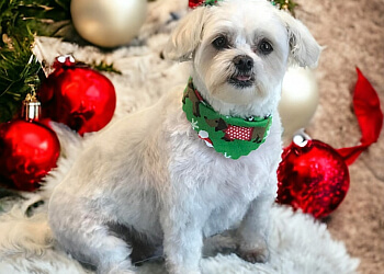 Fredericton pet grooming  All About Animals Inc.