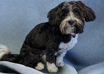 Fredericton pet grooming  All About Animals Inc.