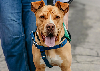 All Dogs Training Academy Inc   - Welland, ON Dresseurs De Chiens - Dog Image