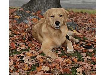 Welland Dresseurs De Chiens All Dogs Training Academy Inc