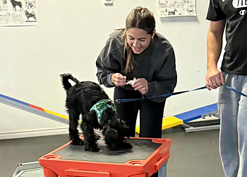 All Dogs Training Academy Inc   - Welland, ON Dresseurs De Chiens - Dog Training Image