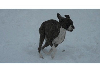 Welland Dresseurs De Chiens All Dogs Training Academy Inc