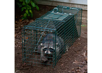 Burnaby animal removal All Green Pest Control Ltd.