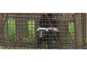 Burnaby animal removal All Green Pest Control Ltd.