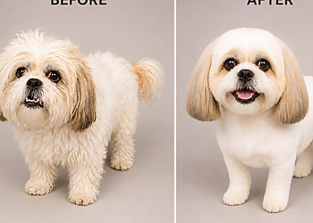 All In One Premier Dog Salon - Red Deer, AB Pet Grooming - Project Image