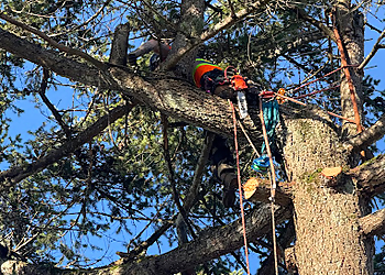 All The Above Tree Service - Nanaimo, BC Tree Services - Repair Process Image