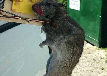 Orillia Services d'extermination de parasites Allstar Pest Management