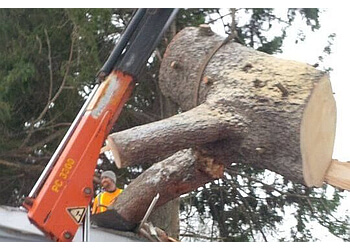 Orangeville Services d'arboriculteur Alltree Services