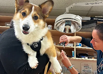 Alouette Animal Hospital - Maple Ridge, BC Veterinary Clinics - Treatment Image