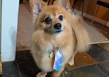 Chilliwack pet grooming Alpha Pet Grooming