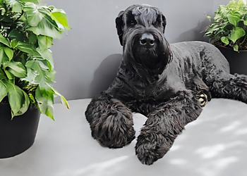 Chilliwack pet grooming Alpha Pet Grooming