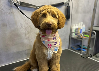 Alpha pet grooming Alpha pet grooming - Chilliwack, BC Pet Grooming - Service Image