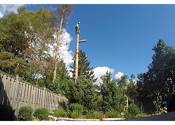 Aurora Services d'arboriculteur Alpine Arborist Professional Tree Care
