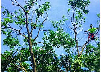 Aurora Services d'arboriculteur Alpine Arborist Professional Tree Care