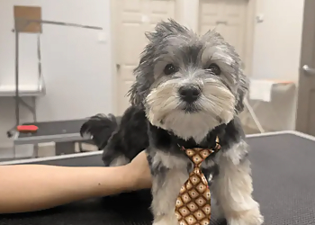 Cambridge pet grooming Amazing Pet Grooming