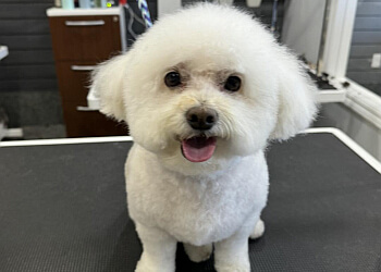 Milton pet grooming Amazing Pet Grooming
