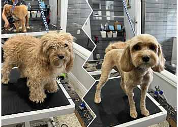 Milton pet grooming Amazing Pet Grooming