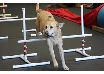 Delta dog trainer Amber Cottle Canine Training