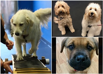 Delta dog trainer Amber Cottle Canine Training