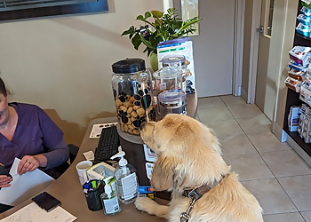 Amberlea Animal Hospital - Pickering, ON Veterinary Clinics - Reception Area Image