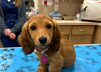 Amberlea Animal Hospital - Pickering, ON Veterinary Clinics - Patient Image