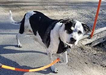 Winnipeg Promeneurs De Chiens And Away You Go!