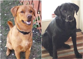 Winnipeg Promeneurs De Chiens And Away You Go!