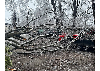 Orillia Services d'arboriculteur Anderson Tree Service