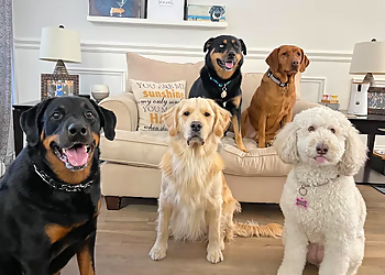 Andrea The Dog Nanny - Brampton, ON Dog Walkers - Business Gallery Image
