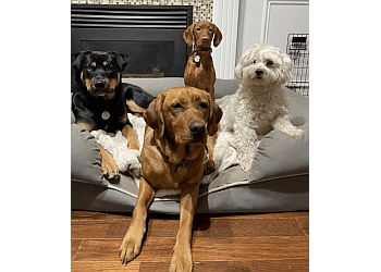 Brampton dog walker Andrea The Dog Nanny