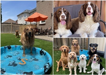 Brampton dog walker Andrea The Dog Nanny