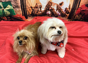 Grande Prairie Salons de Toilettage Pour Animaux De Compagnie Andrea's Pampered Pets