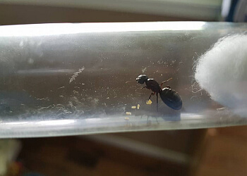 Peterborough Services d'extermination de parasites Andy's Pest Control